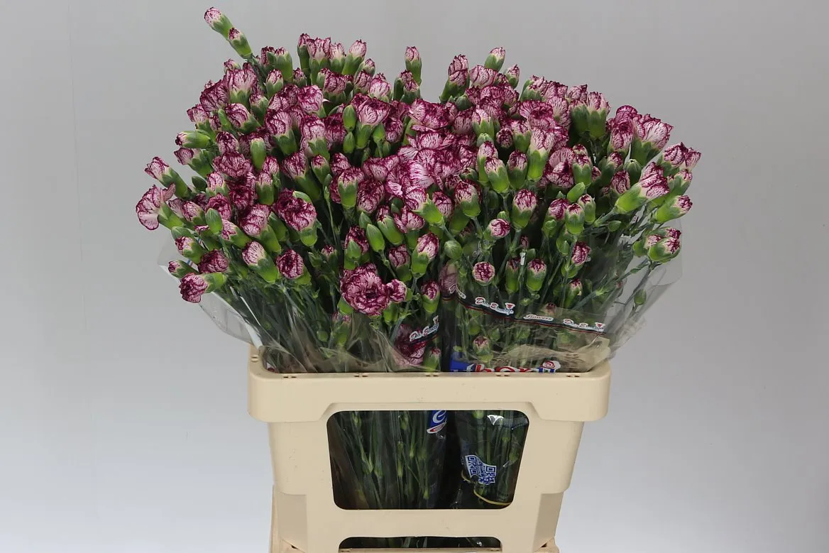 Di Tr Spectro • 65 cm
