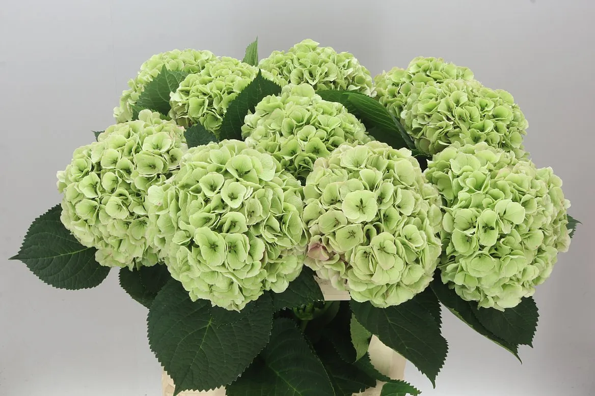 Hyd Heaven Green • 80 cm