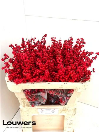 Ilex Verticillata • 70 cm
