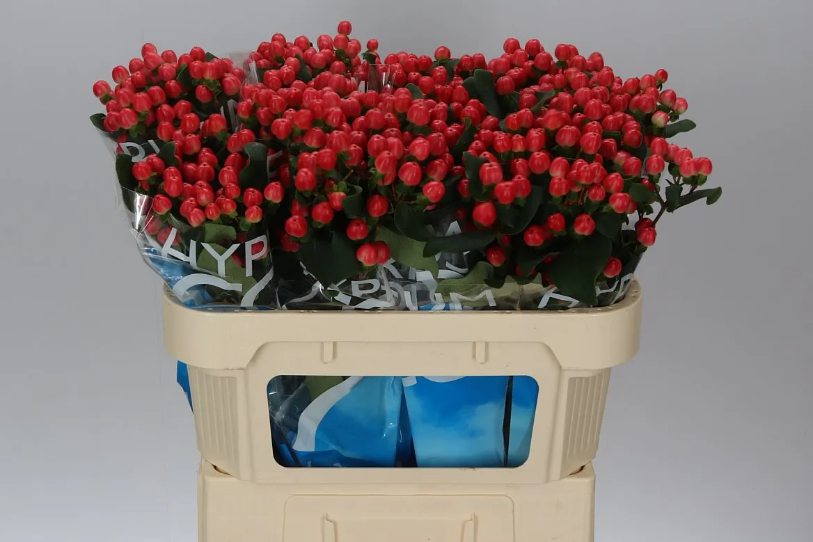 Hyperikum Coco Tango • 70 cm
