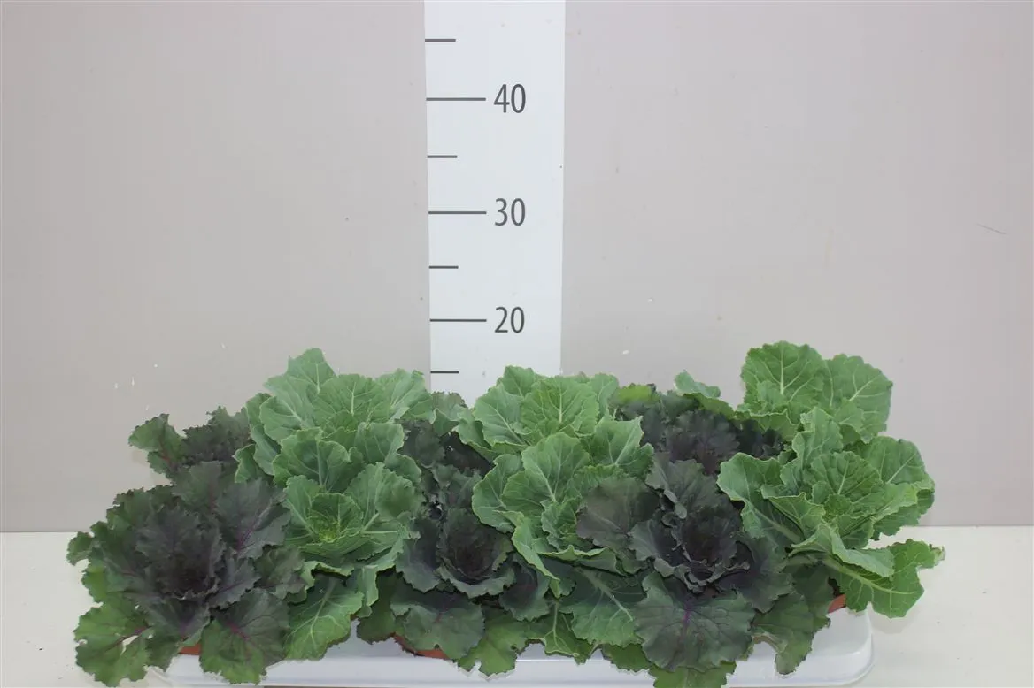 Brassica (sierkool) Gemengd • črepník 10,5 cm