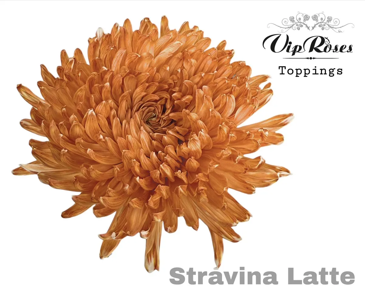 Chryzantéma veľkokvetá Stravina Latte • 65 cm
