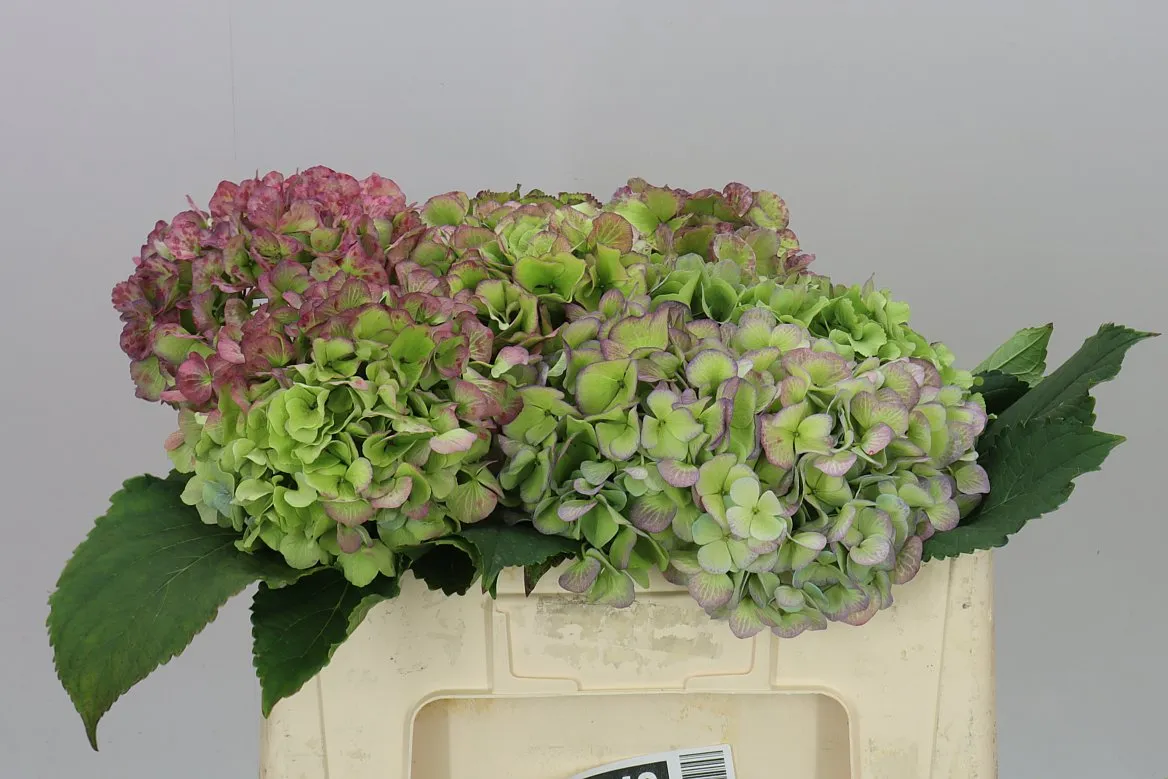 Hortenzia Verena Blue Classic • 50 cm