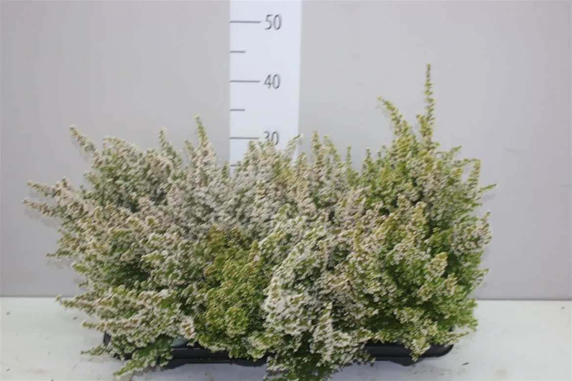 Vresovec Zo Gracilis Cinderella biely • črepník 12 cm