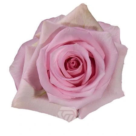 Ruža Jessica Box, Ekvádor • 50 cm