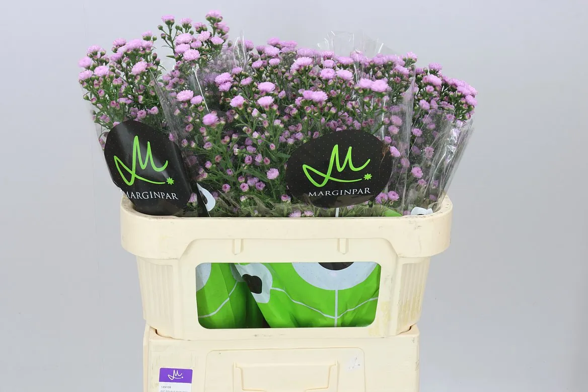 Aster Double Da Pink • 70 cm