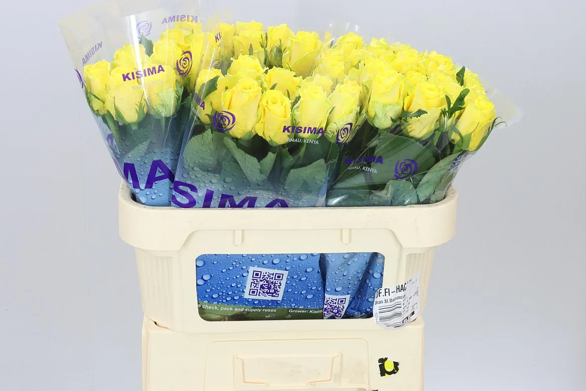 Rosa Gr Good Times • 70 cm