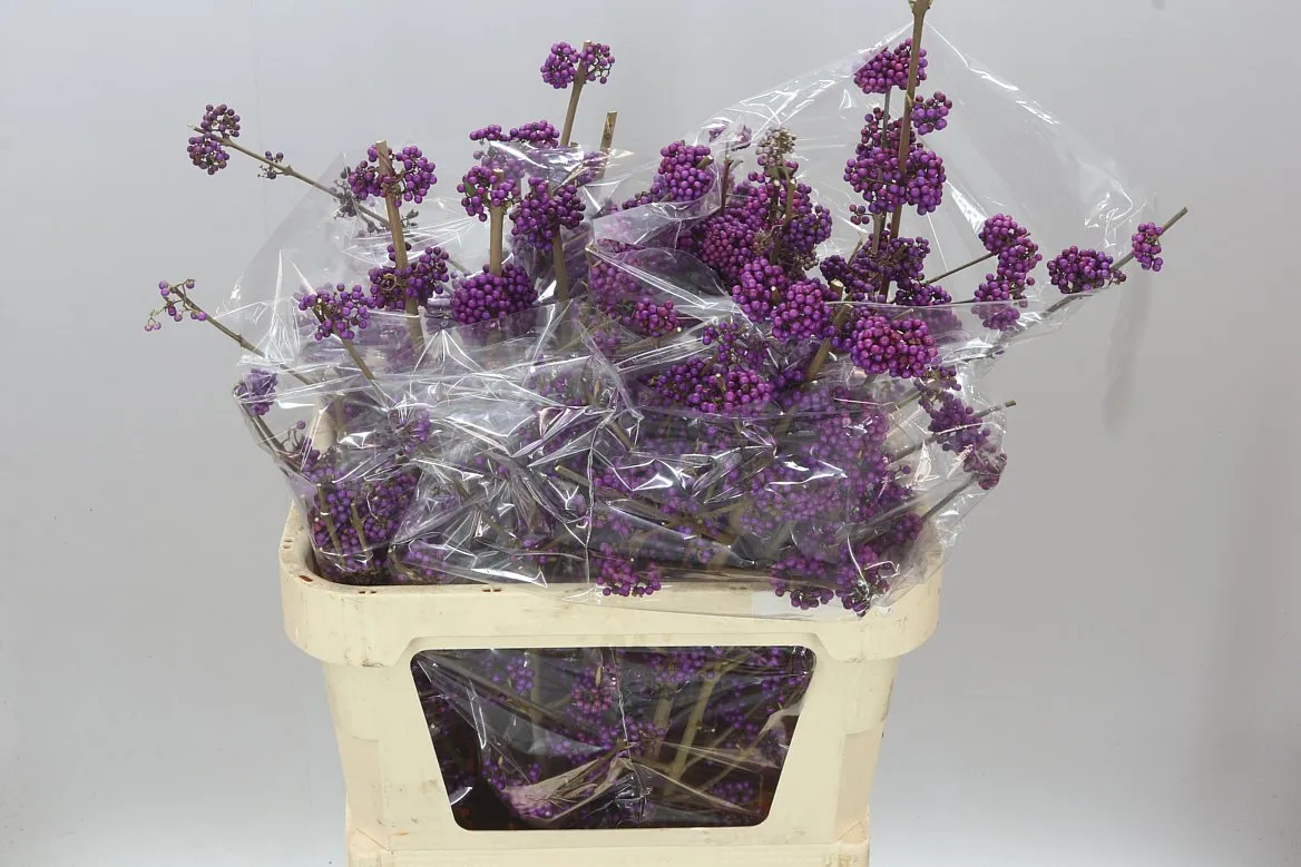 Callicarpa Bod Profusion • 80 cm