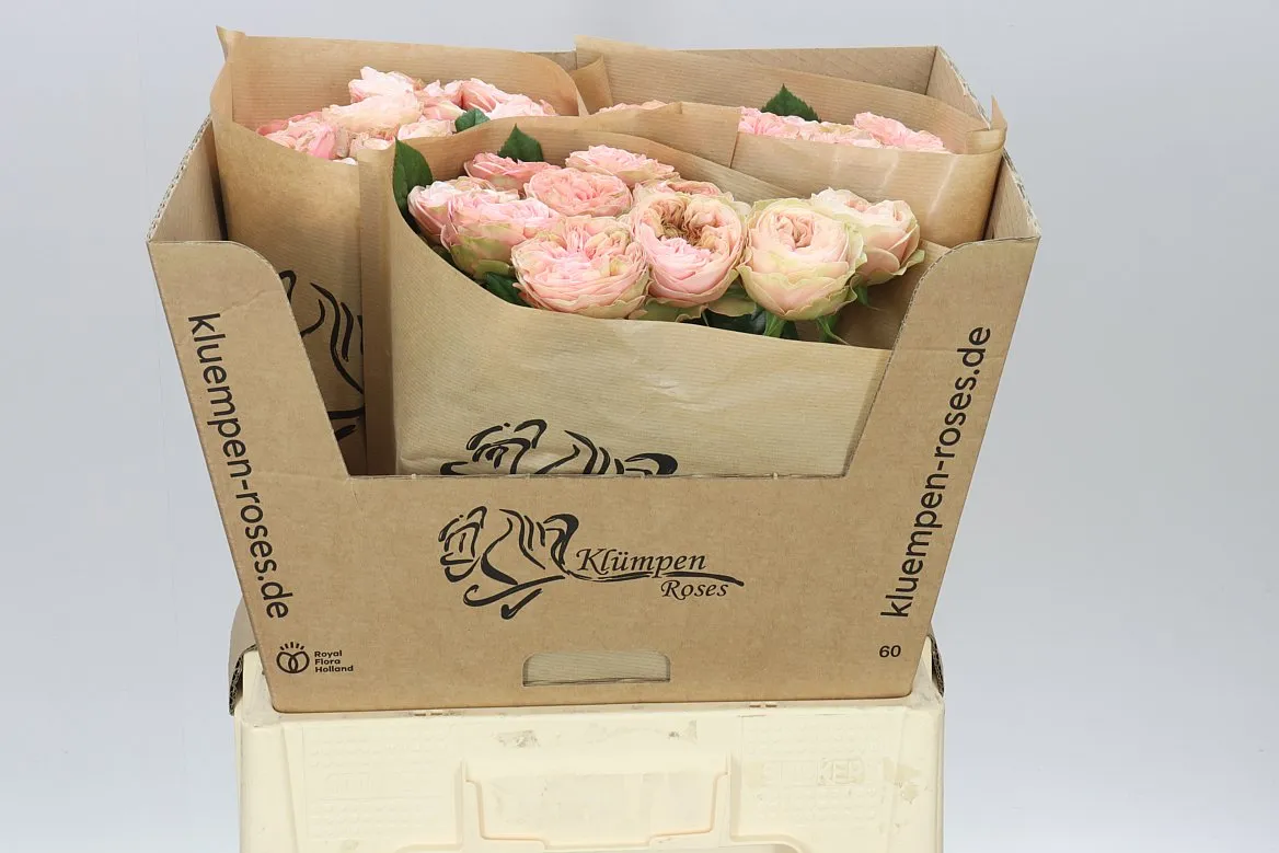 Rosa Gar Springfie Park! • 60 cm