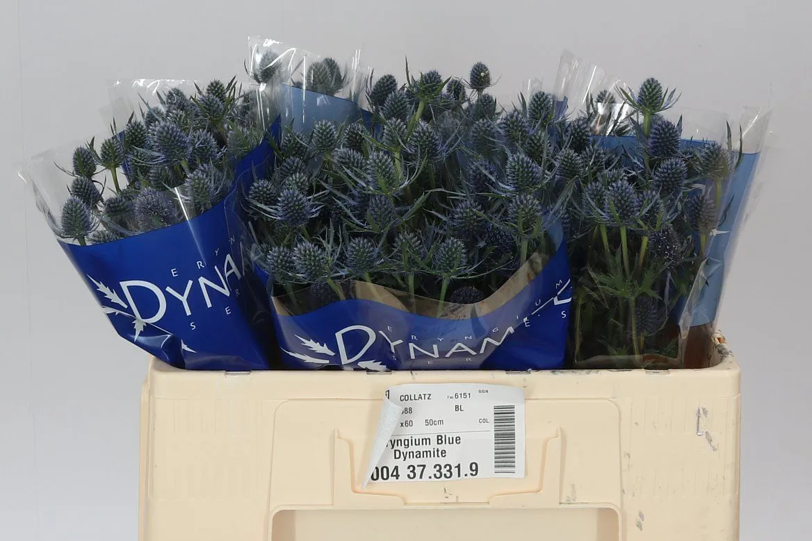 Eryngium Blue Dynamite • 50 cm