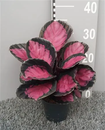 Calathea Roseopicta 'mysty Red' • črepník 12 cm