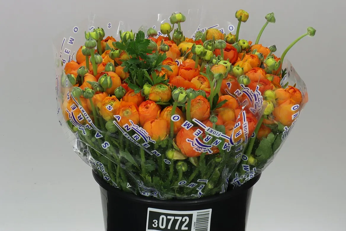 Iskerník Orange • 40 cm