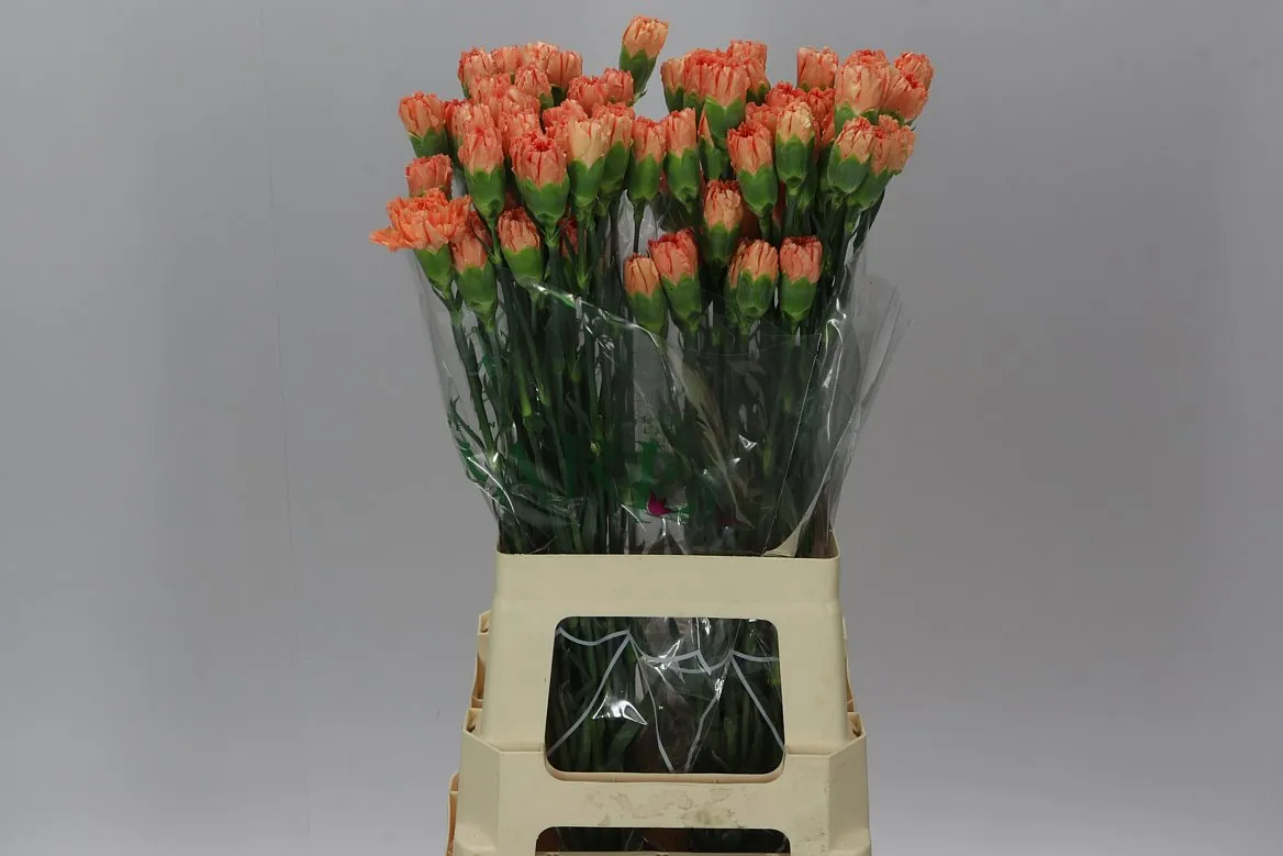 Karafiát Orange • 70 cm