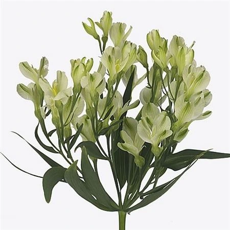 Alstroméria White Pearls X80 • 60 cm