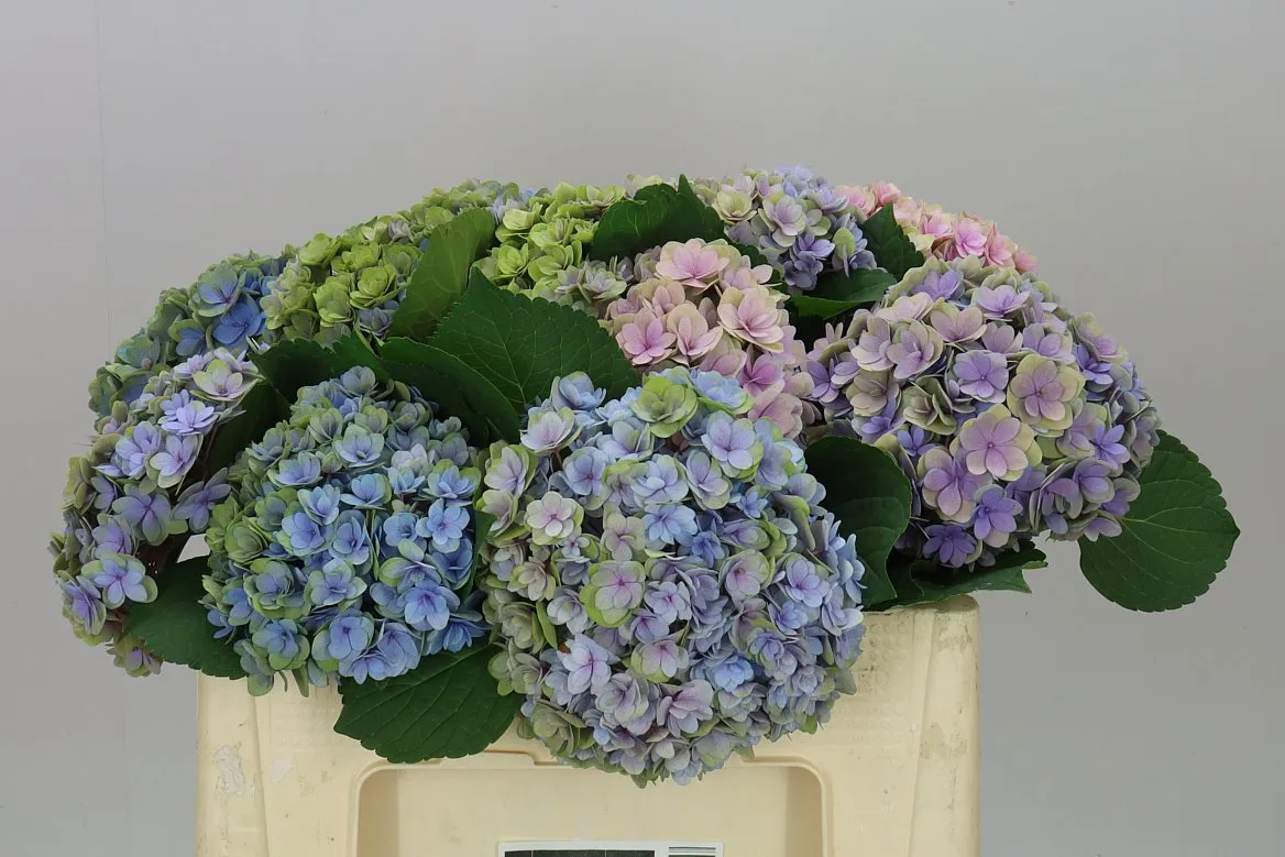 Hortenzia Majestic Lilac Classic • 50 cm