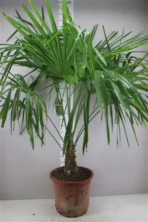 Trachycarpus Fortunei • črepník 33 cm