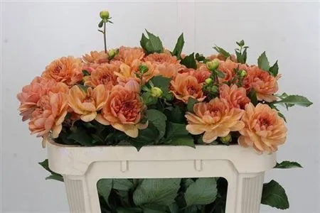 Dahlia Yvonne • 50 cm