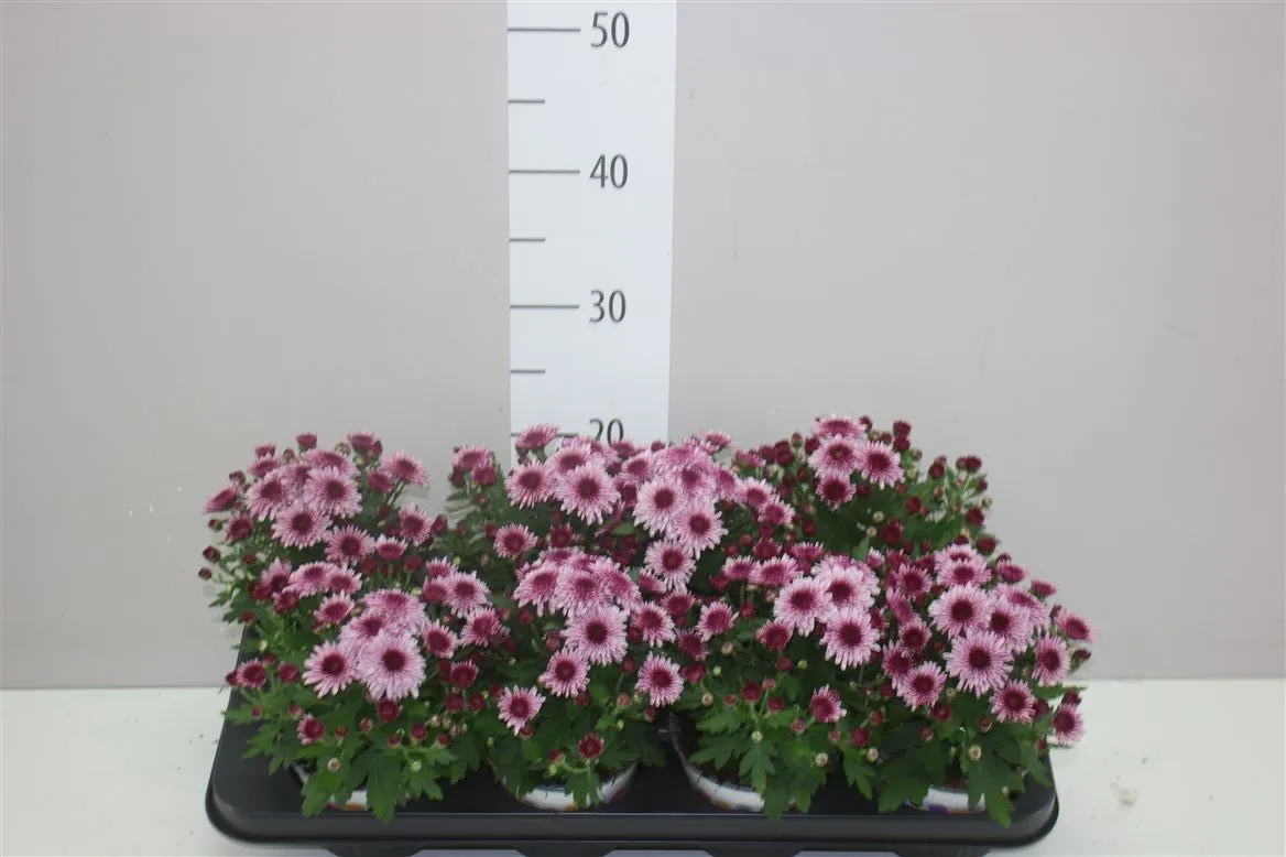 Chrysanthemum Podi Pink Bicolor • črepník 12 cm
