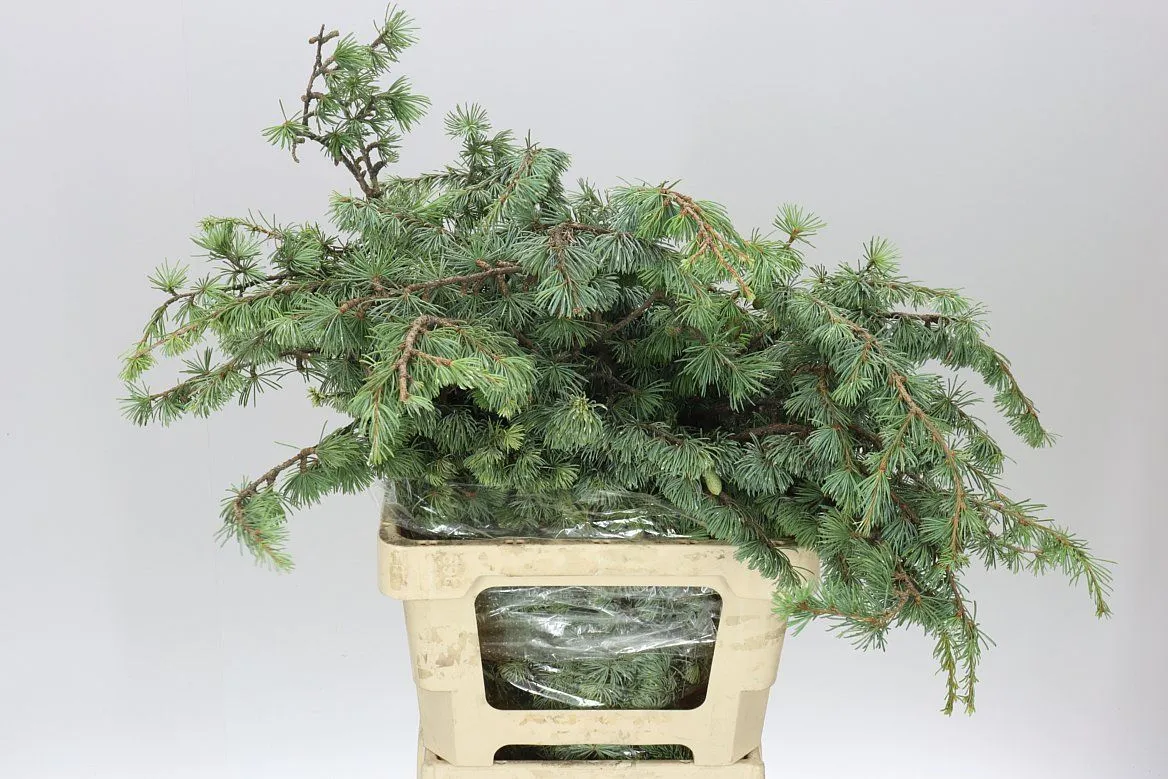 Cedar 400gr