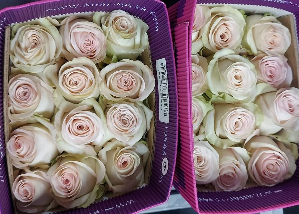 Rosa Gr Ec Happy Bride • 70 cm