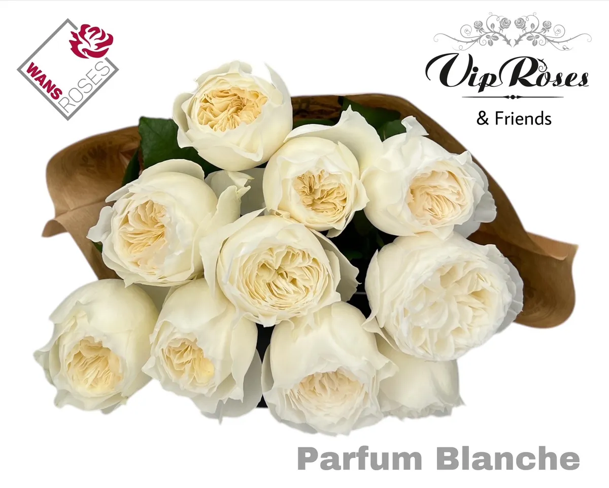 R Gr Parfum Blanche! • 60 cm