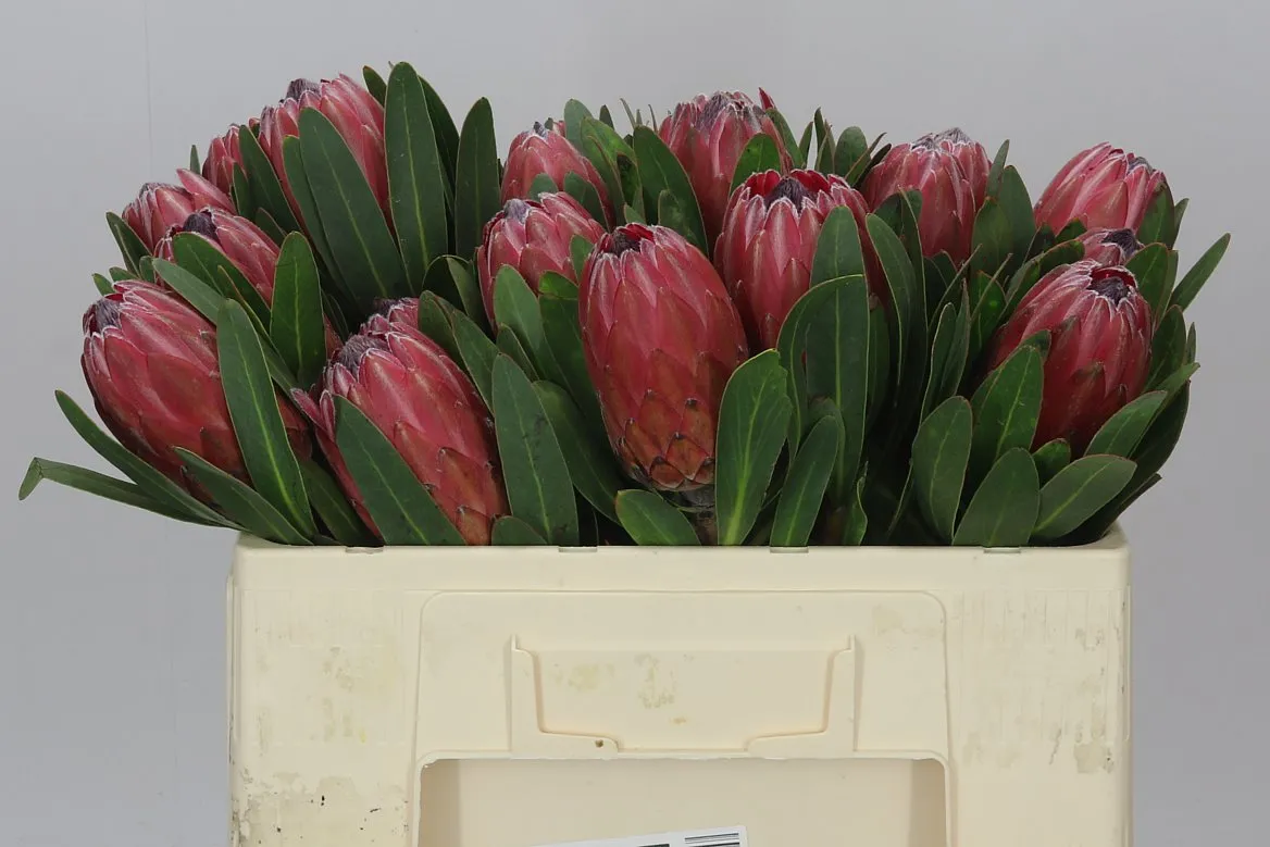 Protea Lancelot • 50 cm