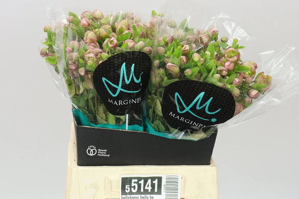Helleborus Bella Belles Pink • 45 cm