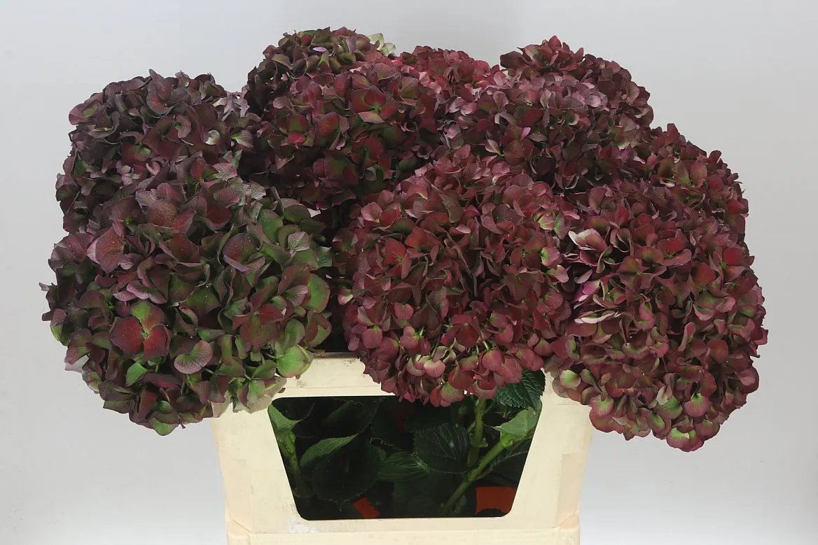 Hortenzia Ruby Glow Classic • 80 cm