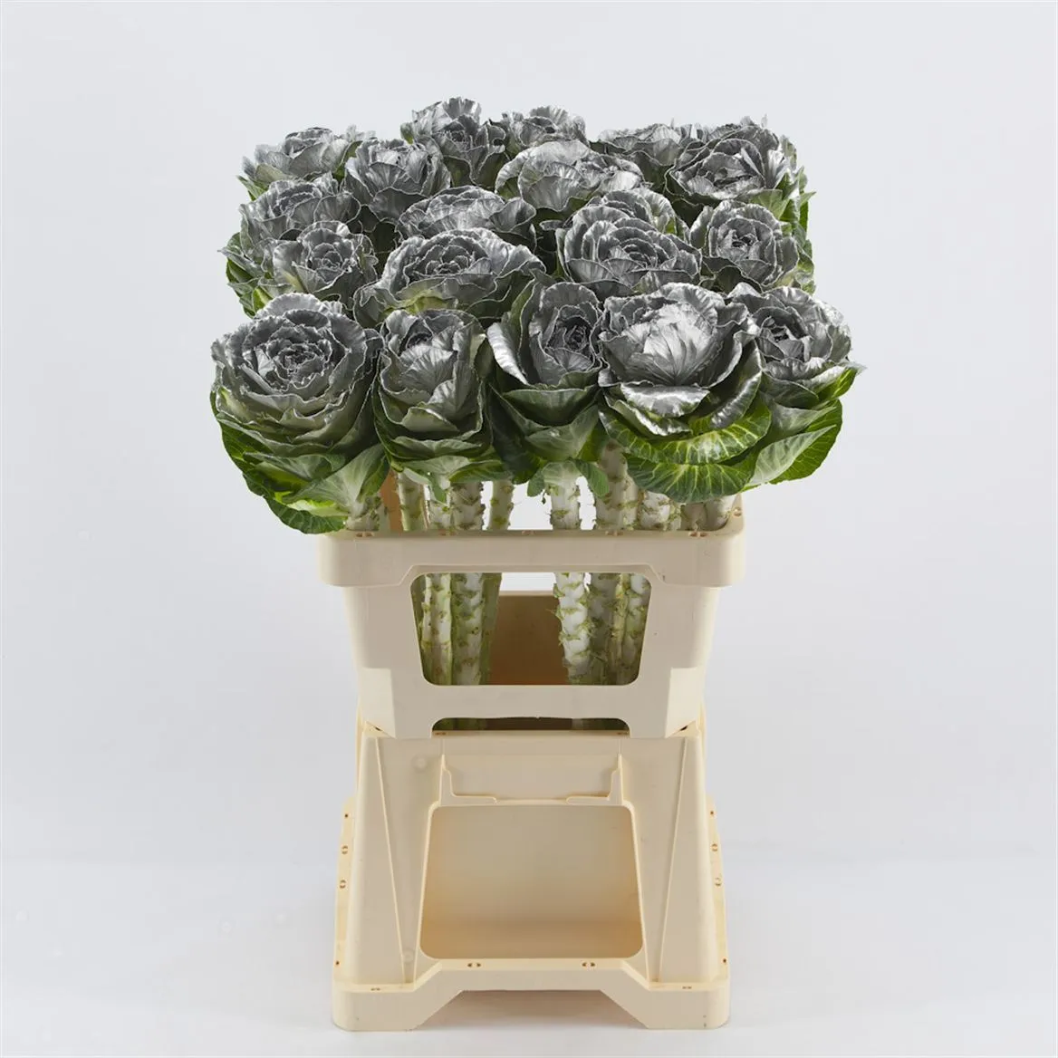 Brassica Painted Silver Glitter • 60 cm