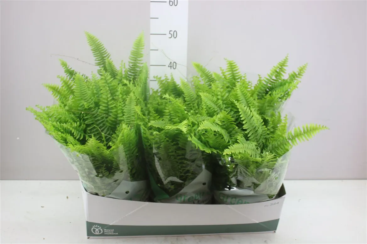 Nephrolepis Green Moment, závesný črepník • črepník 19 cm