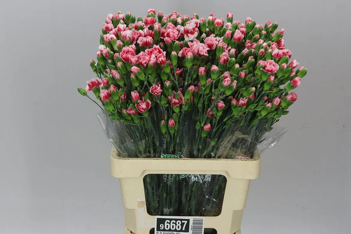 Karafiát trsový Scarlette Plus • 65 cm
