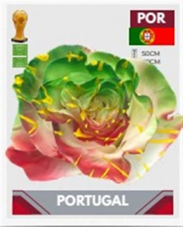 Ruža farbená Fb Portugal, Ekvádor • 50 cm