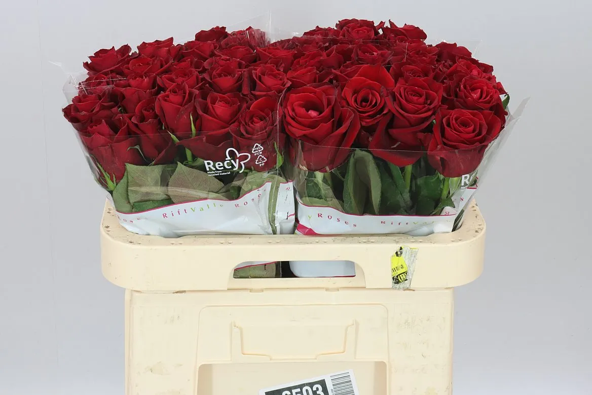 Rosa Gr Ever Red • 60 cm