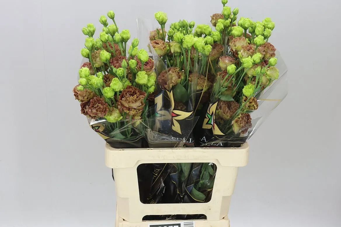 Eus G Rosan Terracot • 72 cm