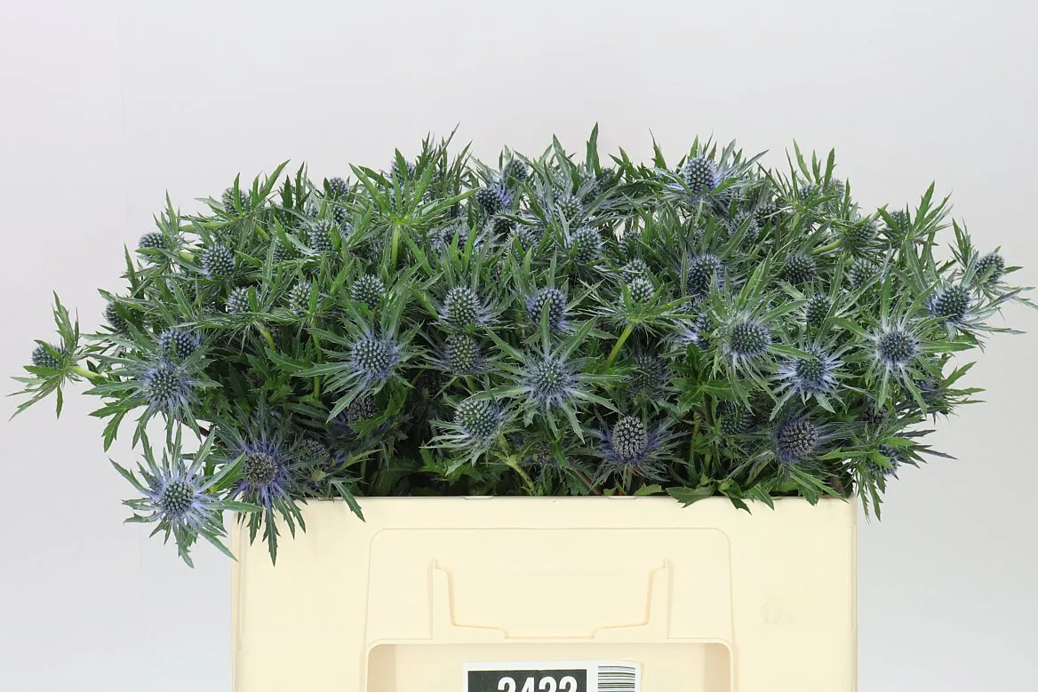 Eryngium Orion • 50 cm