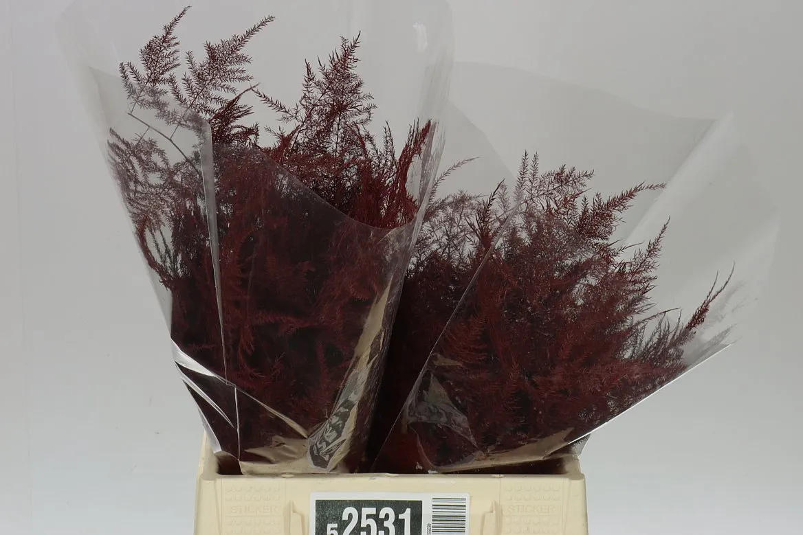 Asparágus 1e Veren Bordeaux X50 • 45 cm