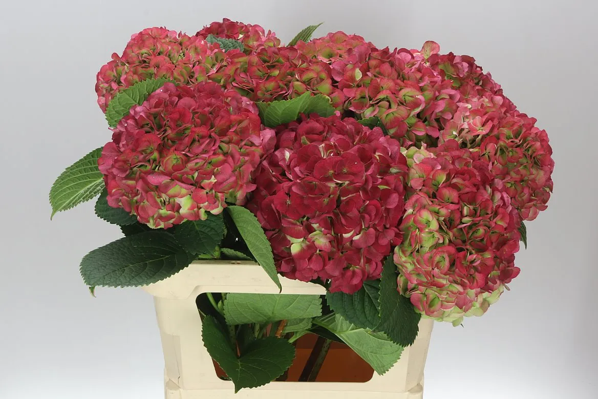 Hortenzia Vienna Red Velvet Classic • 80 cm
