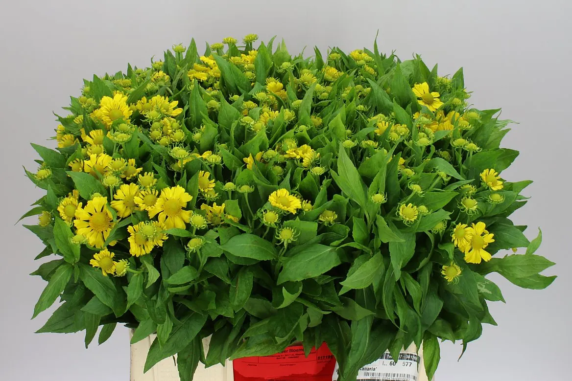 Helenium Kanaria • 60 cm