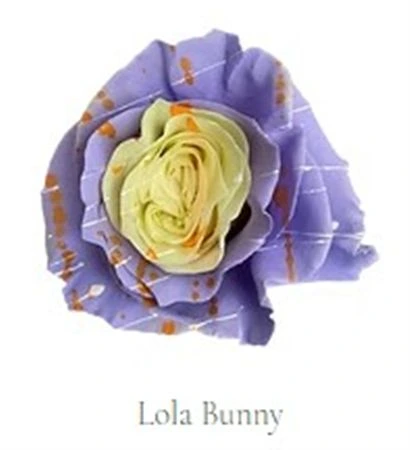 Ruža farbená Lola Bunny, Ekvádor • 50 cm