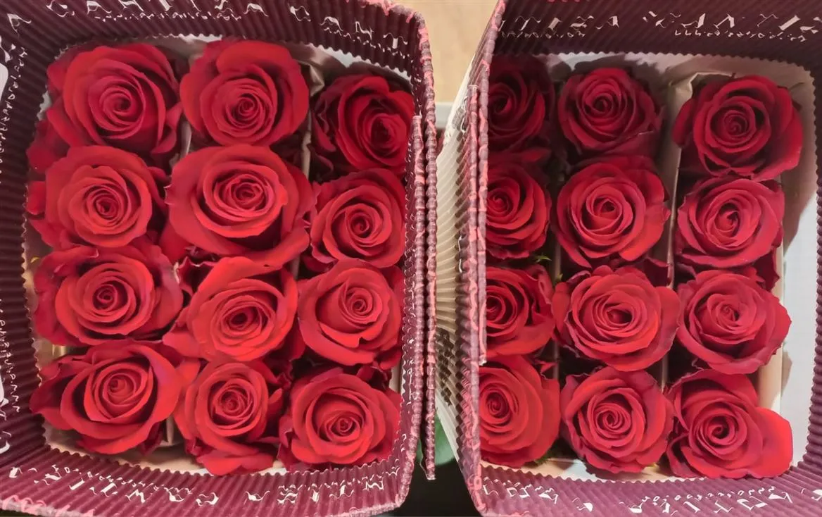 Rosa Gr Ec Sexy Red • 50 cm