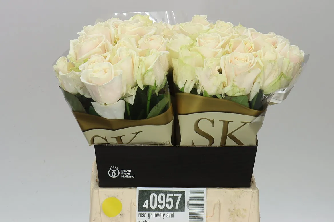 Rosa Gr Lovely Avalanche • 40 cm