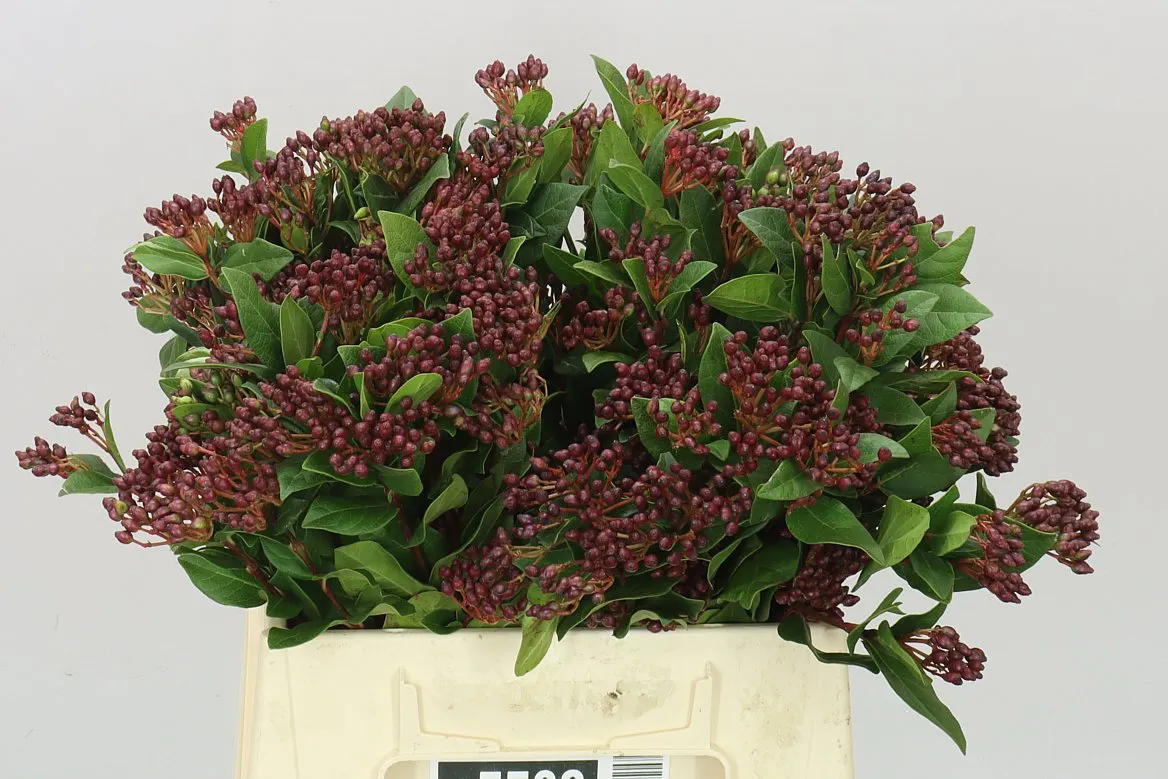 Viburnum Berries • 40 cm