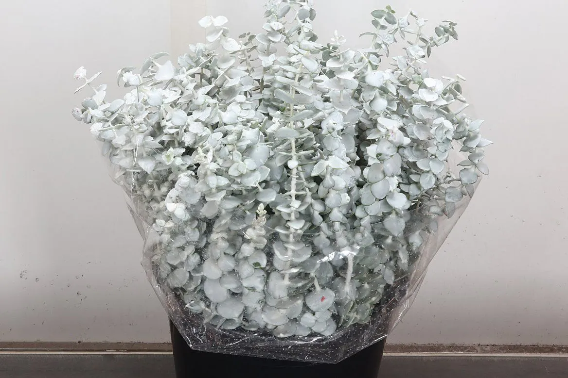 Eukalyptus Baby Blue Wx biely • 45 cm