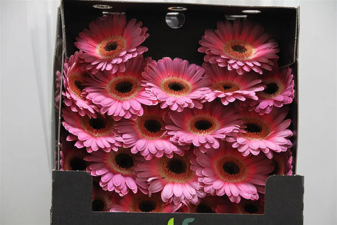 Germini Diamond Purple Wonder • 55 cm