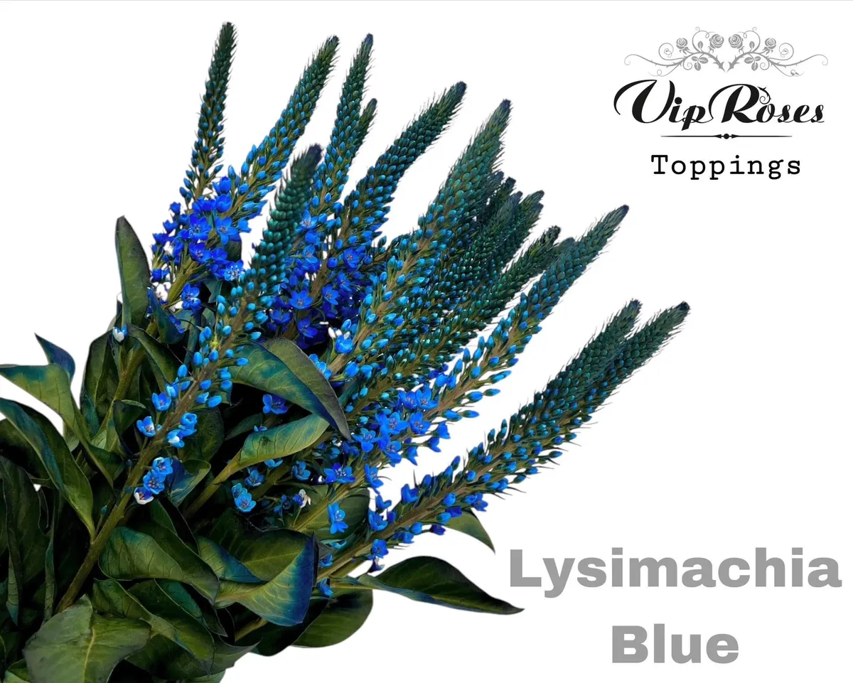 Lysimachia Blue • 70 cm