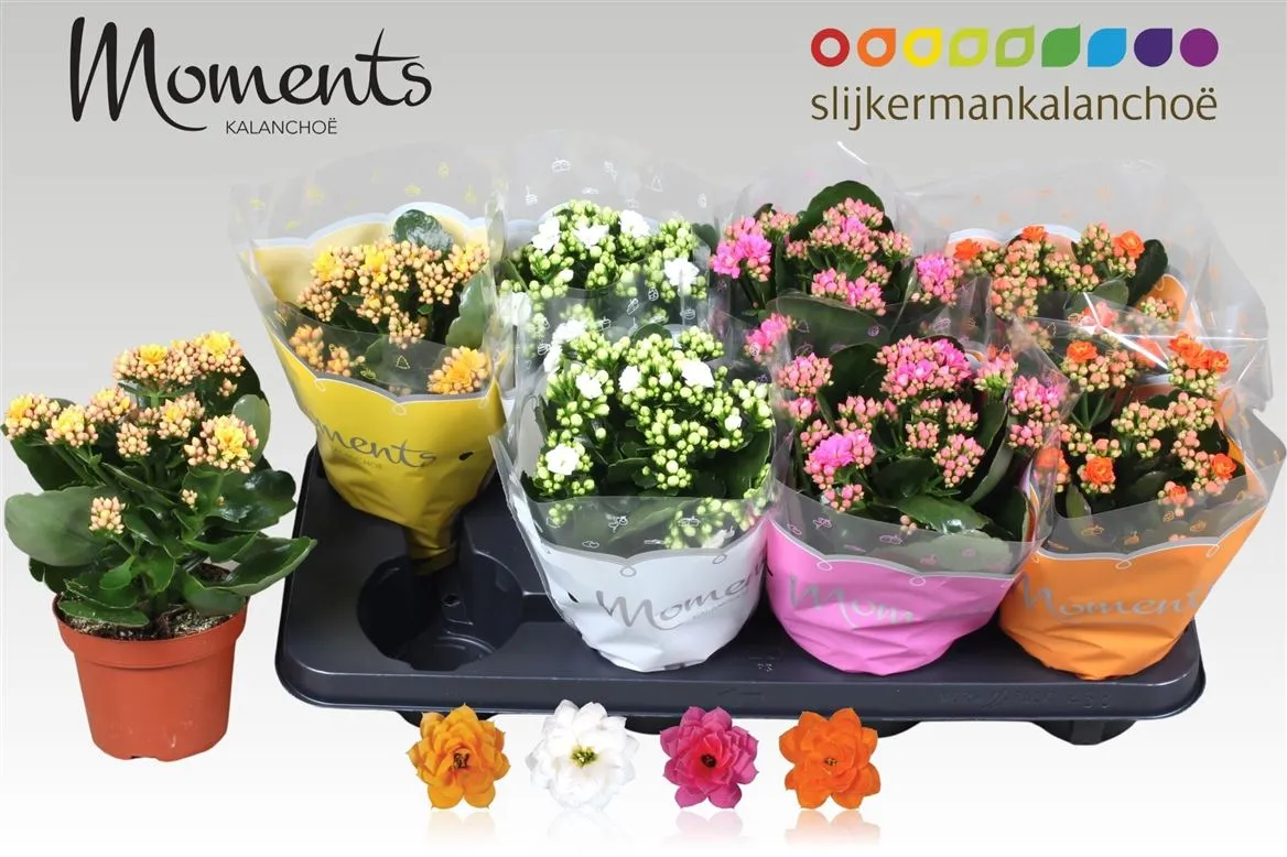 Kalanchoe Calandiva mix • črepník 12 cm