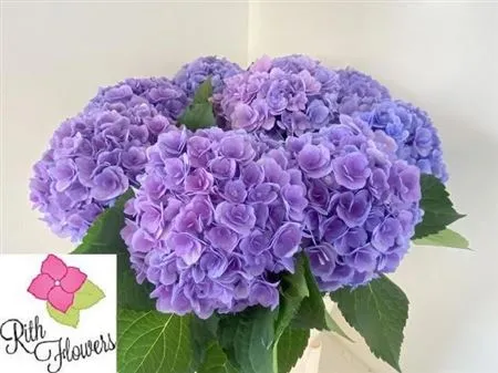 Hyd Majestic • 60 cm