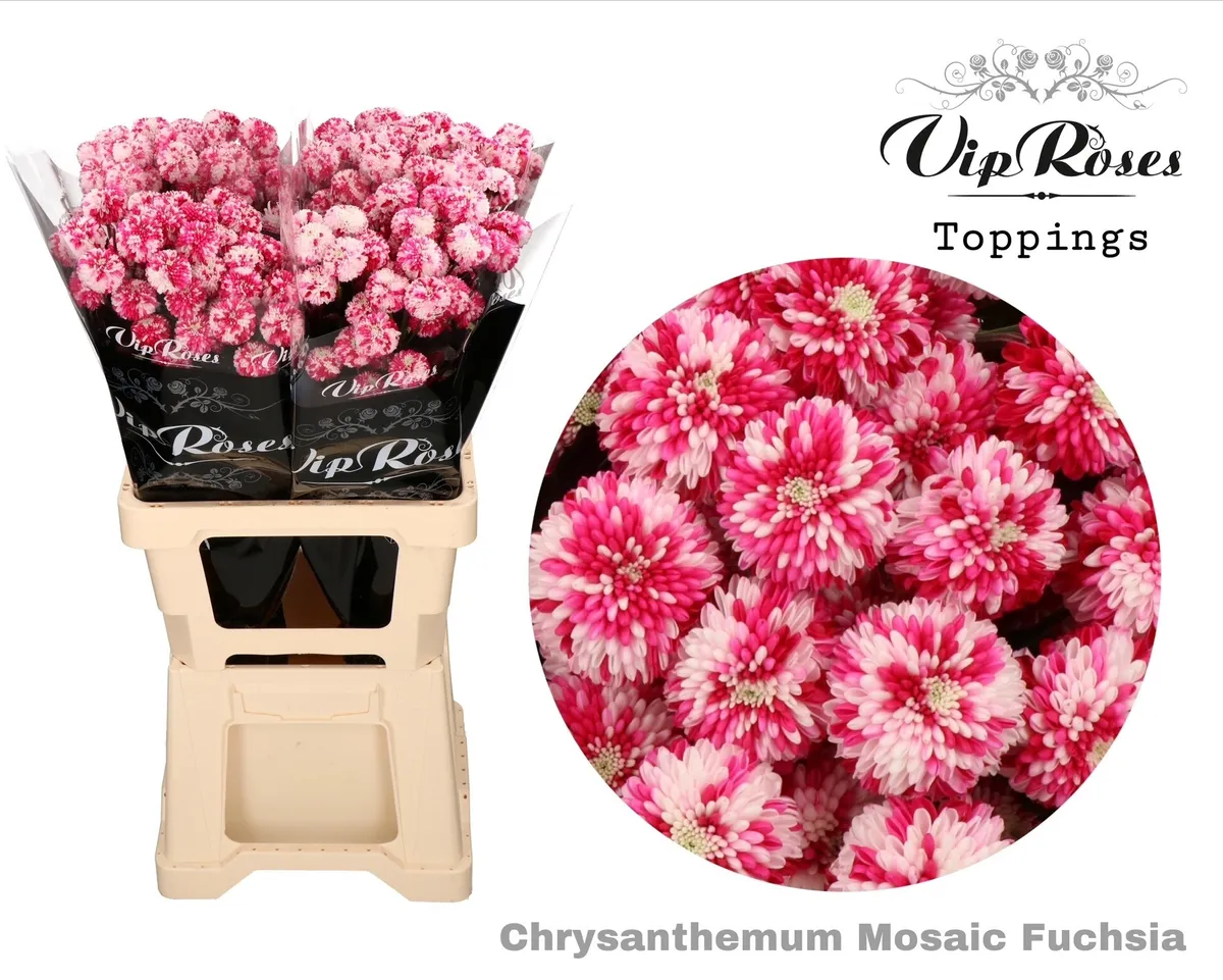 Chryzantéma trsová Mosaic Fuchsia • 60 cm