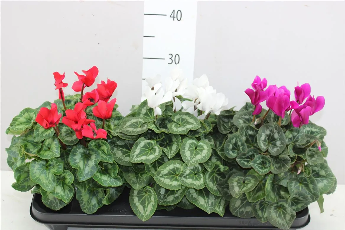 Cyclamen Gr Mix • črepník 13 cm