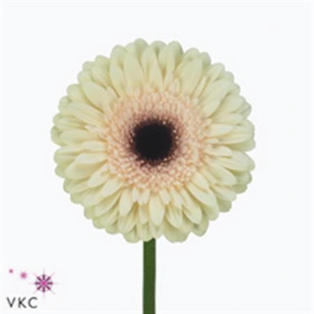 Gerbera Eclair • 45 cm